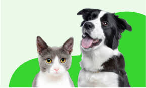 dog health insurance.jpg